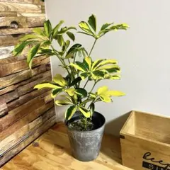 2026年最新】シェフレラ・ カポックの人気アイテム - メルカリ