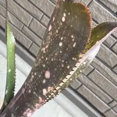 Bitossi Flavia Italy 鳥の置物 - メルカリ