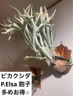P.Elsa spore エルサ スポア 板付 ビカクシダ P.Elsa spore エルサ スポア 板付 ビカクシダ