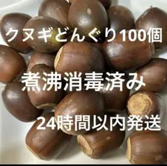 クヌギどんぐり　２㎝位 100個