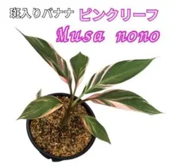 【セール】ムサ　ノノ　ピンク　No.001　鉢、送料込　メルカリ便 2025年最新】ムサノノピンクバナナの人気アイテム - メルカリ