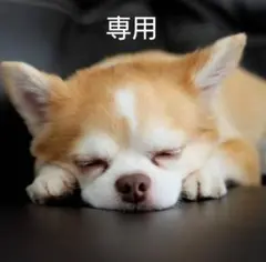 専用　ロイヤルカナン　ユリナリーS/Oライト　小粒S ドライ　1kg/2袋　犬用