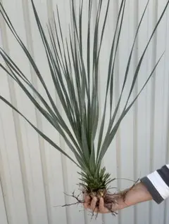 ダシリリオン ウィーレリー 極太 埼玉 引取限定 ダシリリオン ウィーレリー 極太 埼玉 引取限定 楽天市場