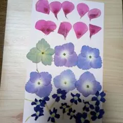 押し花素材 ピンクと青紫の花