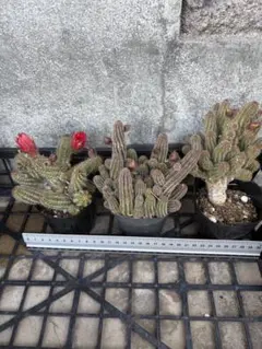 花サボテン美花 古株 大株まとめて メルカリ便 - メルカリ