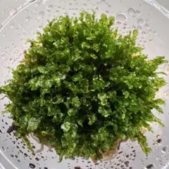 ビカクシダ P. willinckii 