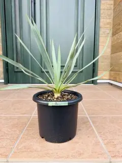 2025年最新】ロストラータ ユッカの人気アイテム - メルカリ