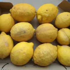 訳あり！産地直送 広島県蒲刈産レモン 1kg - メルカリ