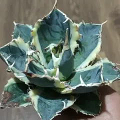 2025年最新】アガベ白鯨錦の人気アイテム - メルカリ