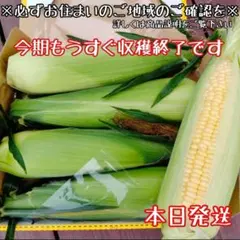 本日朝採り！黄色いとうもろこし☆ゴールドラッシュ4本コンパクトボックスのサムネイル