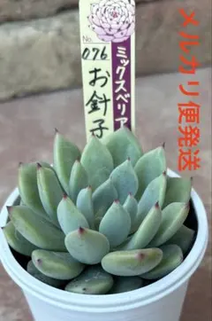 おらいさん 青札 札のみ おらいさん苗 多肉植物 - メルカリ
