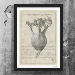 2026年最新】塊根植物 ポスターの人気アイテム - メルカリ