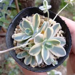 2026年最新】子持ち蓮華錦 鏡花の人気アイテム - メルカリ