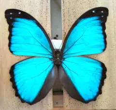 蝶の標本　ブルーモルフォの世界(珍)大型 蝶の標本 ブルーモルフォの世界(珍)大型 - メルカリ
