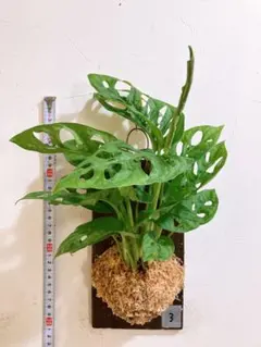 にゃむぱん様 リクエスト 2点 まとめ商品