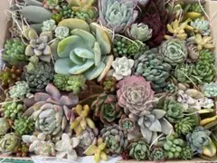 【訳あり】多肉植物カット苗詰め合わせ　寄せ植えにも