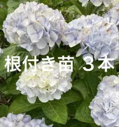2026年最新】あじさい挿し木の人気アイテム - メルカリ