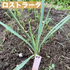 ユッカ　ロストラータ　1株　苗45のサムネイル