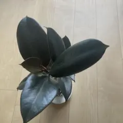 フィカス バーガンディ 曲がり ねじり仕立て バルーン陶器鉢 植え込み