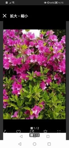 最終値下げ農薬不使用ツツジ挿し穂　3本‼️ピンクのツツジの花　西洋ツツジアザレアのサムネイル