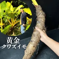 カナッペ様 リクエスト 黄金クワズイモ(ルテア)古株 黄金クワズイモ（ルテア）極太古株 直径7センチ - メルカリ