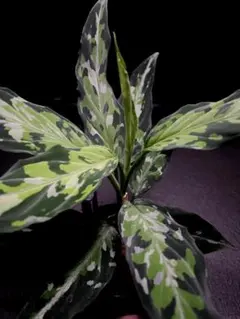 2026年最新】ピクタム アチェの人気アイテム - メルカリ