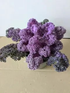 唯一出品！【土付きポットごと】葉牡丹 バニーレッド