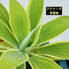 2026年最新】アテナータ 斑入りの人気アイテム - メルカリ