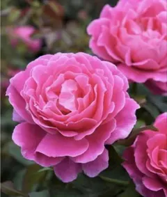 MJベルガモット様専用ページ