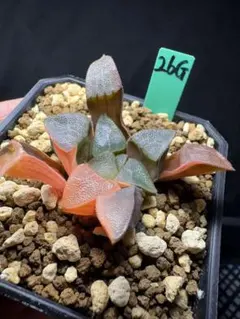 18g 多肉植物 ハオルチア 実生苗 自家繁殖 鉢植え発送 - メルカリ