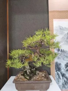 黒松 盆栽 松 現品 中品 松の盆栽 中型 茶色の鉢 - メルカリ