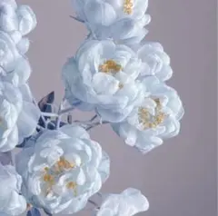popo様専用