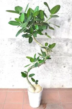 フィカス ウンベラータ 153cm8号 S-shaped tree form - メルカリ