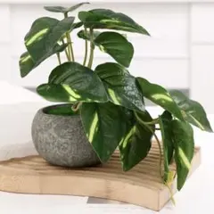 80cm段ボールにいっぱい】花材ユーカリポポラス カットドライ カラー