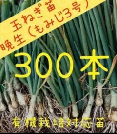 ていちゃん様専用　玉ねぎ苗