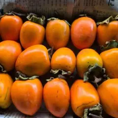 2025年最新】蜂屋柿の人気アイテム - メルカリ