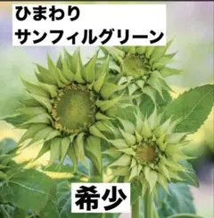 ❤️希少！ひまわり F1 サンフィル グリーン種 １０粒　 【正規品】
