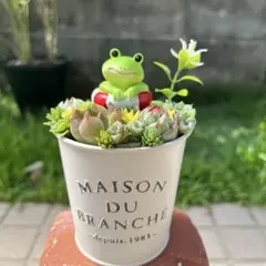 ☆速達付き☆♡そのまま飾れる♡くまちゃんの可愛い多肉植物寄せ植え