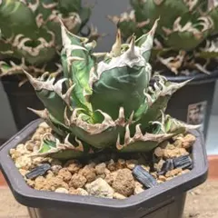 Agave Otero メキシコオアハカ】子株販売 - メルカリ