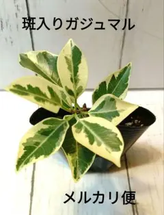 斑入りガジュマル 1苗⑦ 発根済 メルカリ便 - メルカリ