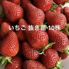 いちご苗　さちのか　抜き苗　10株　イチゴ 苗 小さい苗