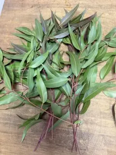 レモンユーカリ　　30cm〜40cm 10本