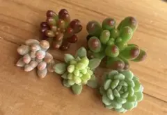 2025年最新】乙女心多肉の人気アイテム - メルカリ