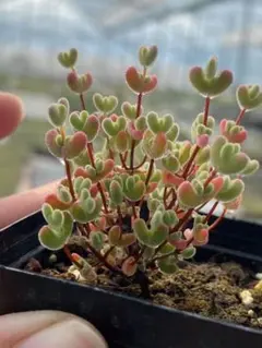 鉢ごと発送❣️多肉植物 ドロサンテマム キラキラ 莱斯 抜き苗 1株