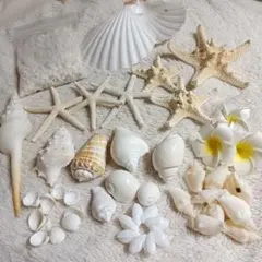 貝殻 巻貝 ヒトデ 詰め合わせ まとめ売り セット アソート 小石 造花