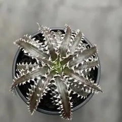 Dyckia Quantum × Mercury - メルカリ