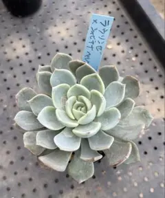 2026年最新】シャビアナ ペレグリナの人気アイテム - メルカリ