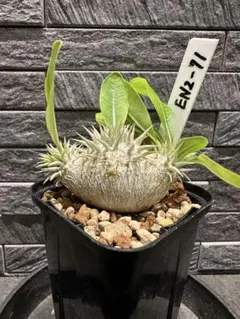 9月入荷 50粒+ パキポディウム エニグマチカム 種子 種 証明 グラキリス1 2025年最新】パキポディウム エニグマチカムの人気アイテム