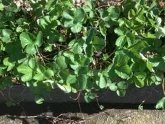 四つ葉様専用。白いちご実生苗