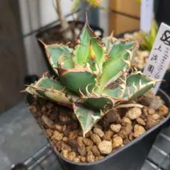 2025年最新】上澳園芸の人気アイテム - メルカリ